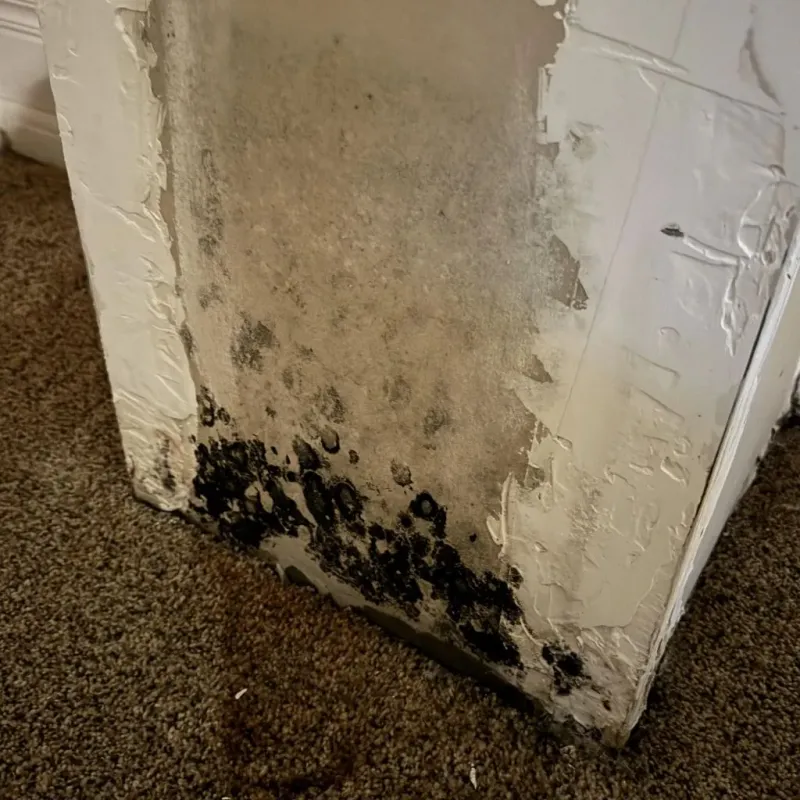 Professional Mold Removal in Burnettown, SC